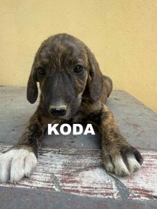KODA (CAMPINA)